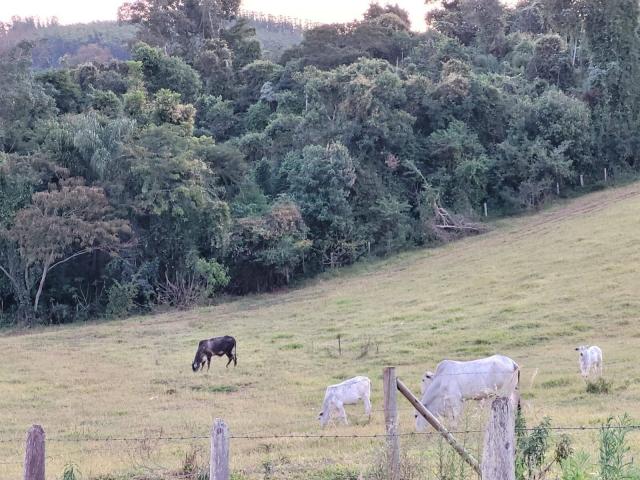 #2499 - Área para Venda em Socorro - SP - 3