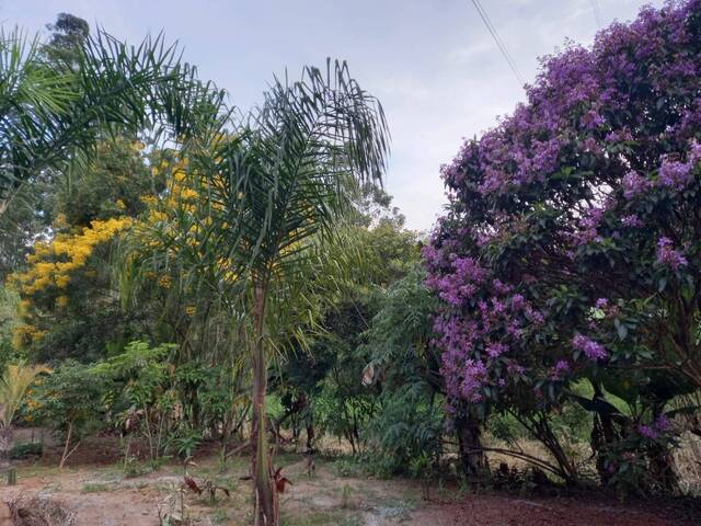 Sítio para Venda em São Roque - 4