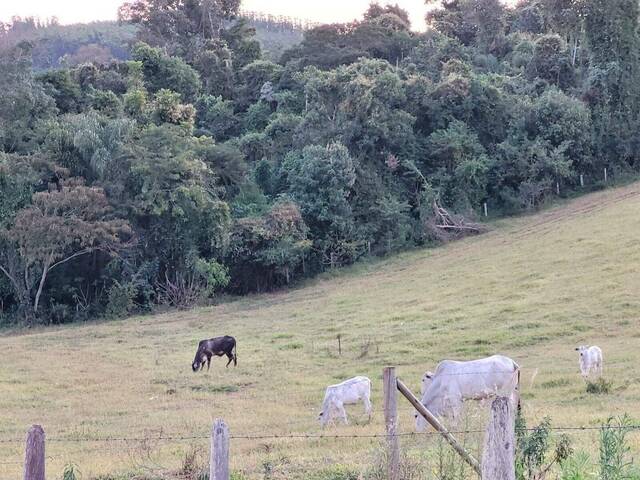 Terreno para Venda em Socorro - 3